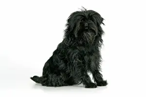 Affenpinschers: DOG. Affenpinscher