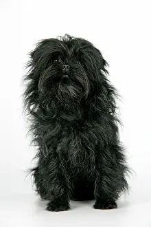 Affenpinschers: DOG. Affenpinscher