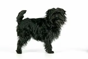 Affenpinschers: DOG. Affenpinscher