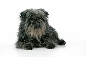 Affenpinschers: DOG. Affenpinscher