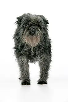 Affenpinschers: DOG. Affenpinscher