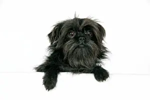Affenpinschers: DOG. Affenpinscher