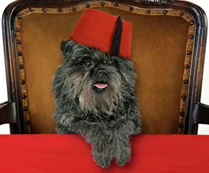 Desk: DOG - Affenpinscher