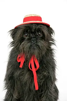 Affenpinschers: DOG. Affenpinscher with hat