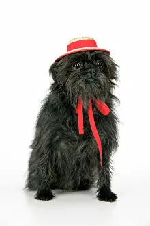 Affenpinschers: DOG. Affenpinscher with hat