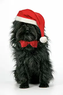 Ties: DOG. Affenpinscher - wearing Christmas hat & bow tie