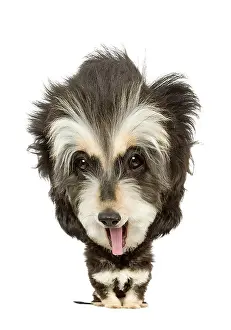 Afghans: Dog - Afghan - 6 month old puppy