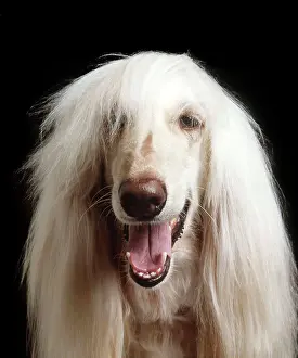 Afghan: DOG - Afghan Dog, close-up
