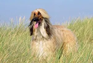 Afghans: Dog - Afghan Hound