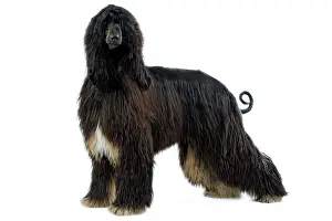 Afghans: Dog - Afghan Hound