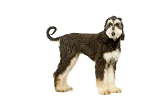 Afghans: Dog - Afghan Hound