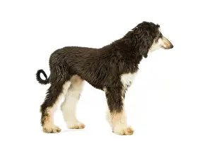 Afghans: Dog - Afghan Hound