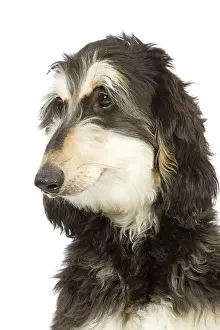 Studi: Dog - Afghan Hound