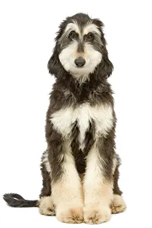 Afghans: Dog - Afghan Hound