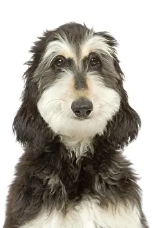 Afghans: Dog - Afghan Hound
