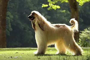 Afghan: Dog Afghan Hound