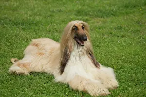 Afghan: Dog Afghan Hound