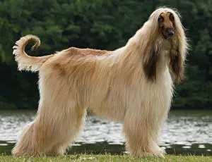 Afghan: Dog Afghan Hound