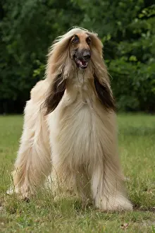Afghan: Dog Afghan Hound