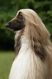 Afghan: Dog Afghan Hound