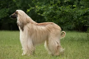 Afghan: Dog Afghan Hound