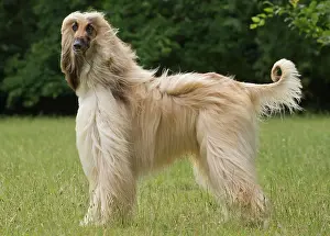 Afghan: Dog Afghan Hound