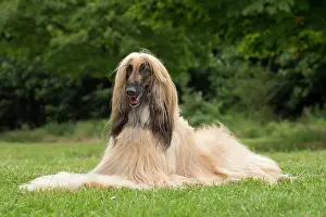 Afghan: Dog Afghan Hound