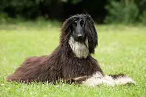 Afghan: Dog Afghan Hound