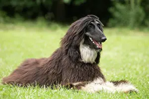 Afghan: Dog Afghan Hound