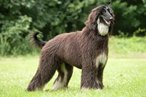 Afghan: Dog Afghan Hound