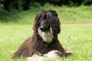Afghan: Dog Afghan Hound