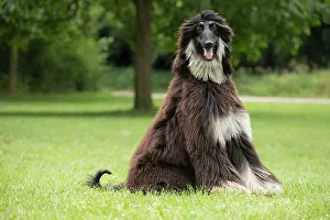 Afghan: Dog Afghan Hound