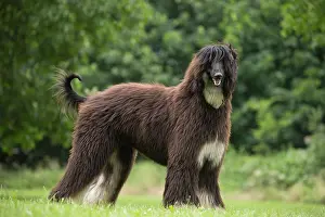 Afghan: Dog Afghan Hound