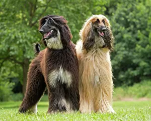 Afghan: Dog Afghan Hound