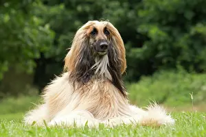 Afghan: Dog Afghan Hound