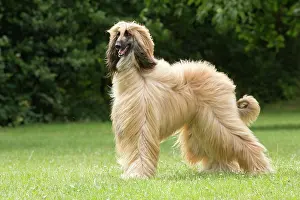 Afghan: Dog Afghan Hound