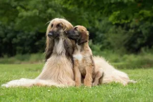 Afghan: Dog Afghan Hound adult with young puppy