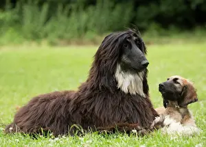 Afghan: Dog Afghan Hound adult and young puppy