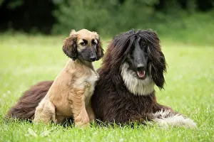 Afghan: Dog Afghan Hound adult and young puppy