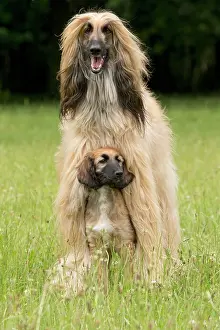 Afghan: Dog Afghan Hound adult and young puppy
