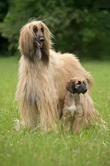 Afghan: Dog Afghan Hound adult and young puppy
