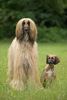 Afghan: Dog Afghan Hound adult and young puppy