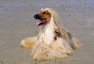 Afghans: Dog - Afghan Hound on beach