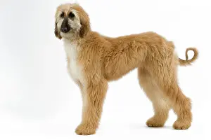 Afghans: Dog - Afghan Hound. Also know as Tazi