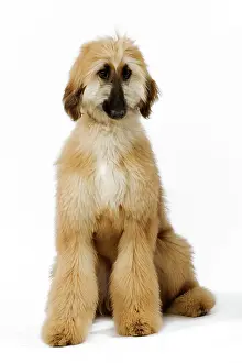 Afghans: Dog - Afghan Hound. Also know as Tazi