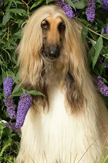 Afghan: Dog Afghan Hound portrait butterfly bush