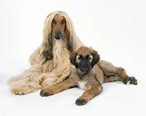 Afghans: DOG - Afghan Hound and puppy