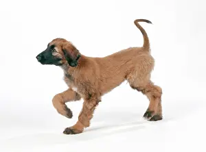 Afghans: DOG - Afghan hound puppy, standing