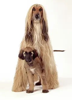 Afghans: DOG - Afghan Hound and puppy, studio shot