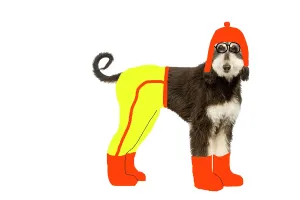 Afghans: Dog - Afghan Hound puppy in studio wearing trousers